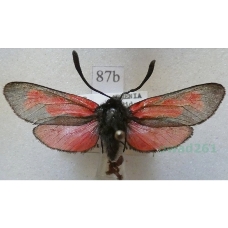 Zygaena minos (Denis & Schiffermüller, 1775) Kraśnik biedrzeniowiec Armenia87b
